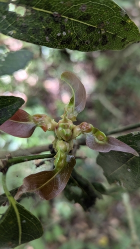 Beilschmiedia erythrophloia, photograph 3
