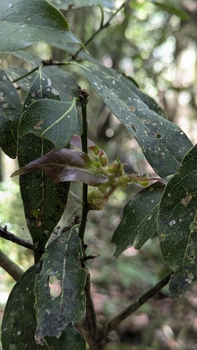 Beilschmiedia erythrophloia, photograph 4