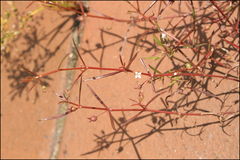 Scleromitrion diffusum