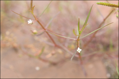 Scleromitrion diffusum