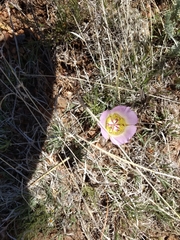 Calochortus ambiguus
