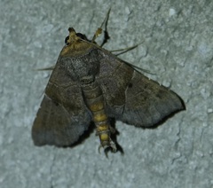 Radara nealcesalis