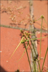 Cyperus leptocarpus