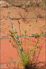 Cyperus leptocarpus