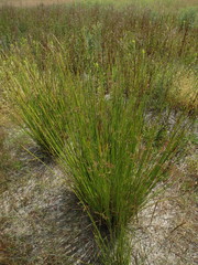 Juncus effusus pacificus