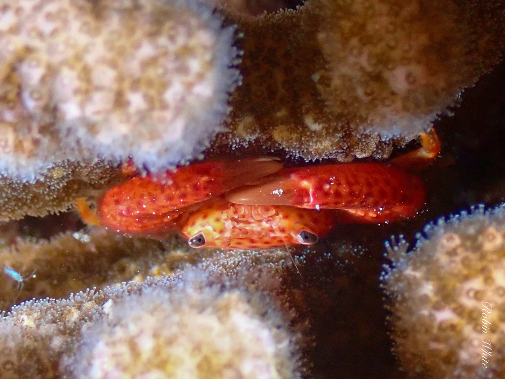 common guard crab