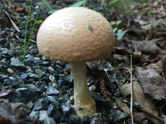 Amanita wellsii
