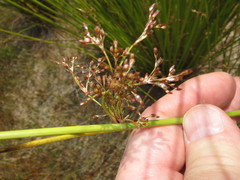 Juncus effusus pacificus