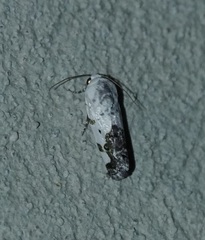 Tarache tetragona