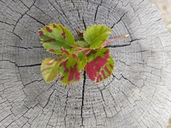 Acalitus longisetosus