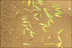 Potamogeton cristatus