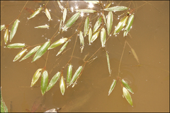 Potamogeton cristatus