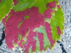 Acalitus longisetosus