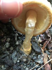 Amanita wellsii