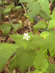 Viola