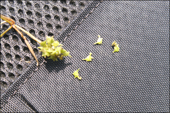 Potamogeton cristatus