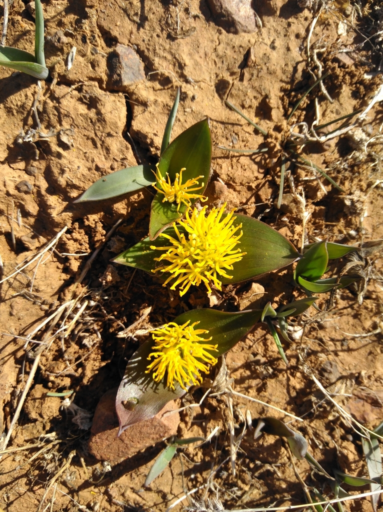 Daubenya stylosa, Namakwa, ZA-NC, ZA