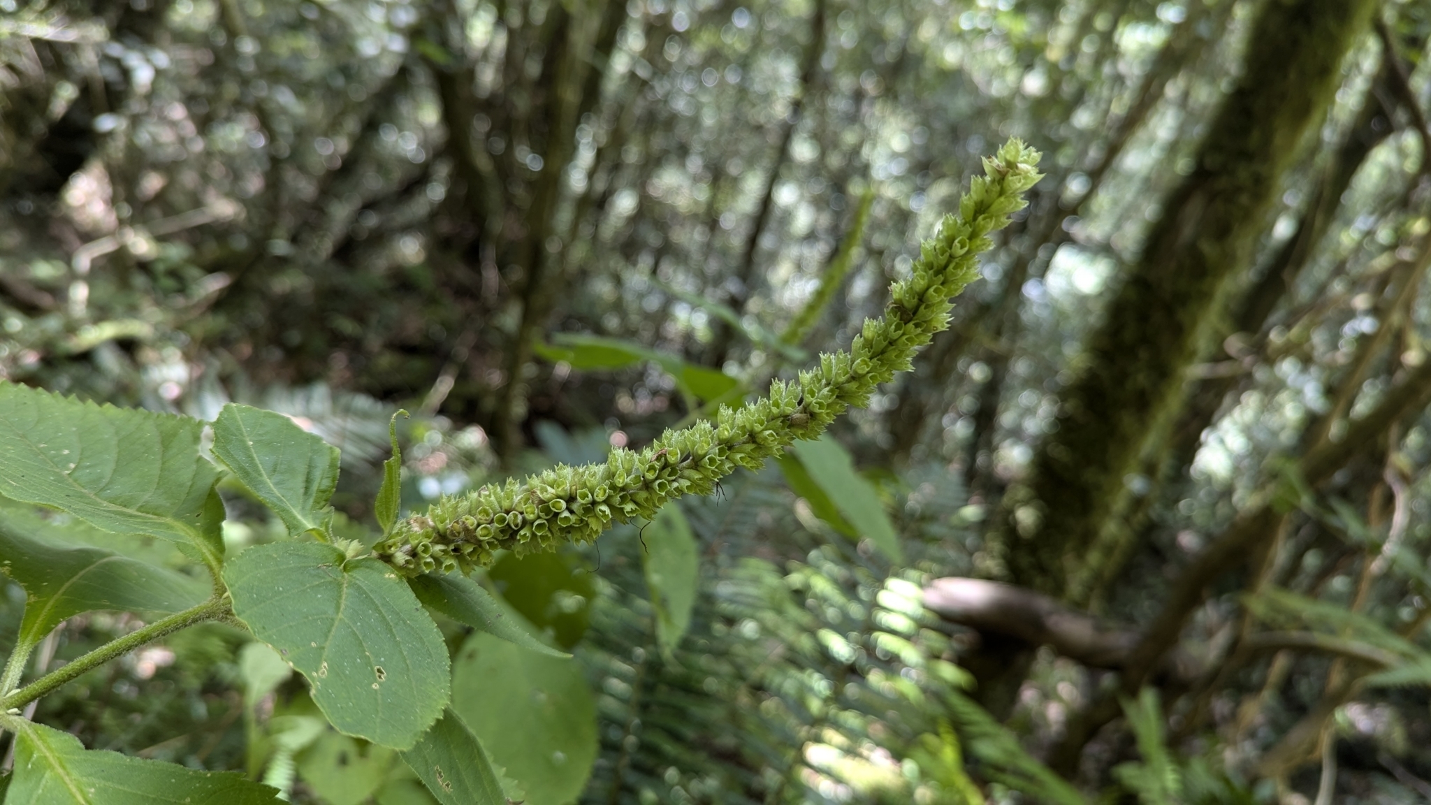 Comanthosphace Formosana (Comanthosphace formosana)