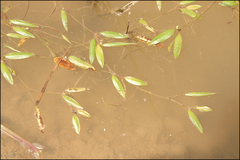 Potamogeton cristatus