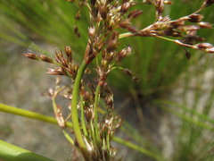 Juncus effusus pacificus