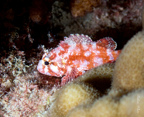 Galactacma Scorpionfish