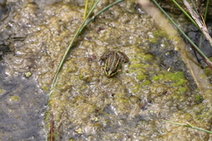 Pelophylax