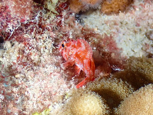 Galactacma scorpionfish (Sebastapistes galactacma) — Scorpaenidae — 3