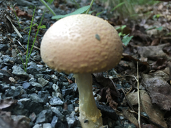 Amanita wellsii