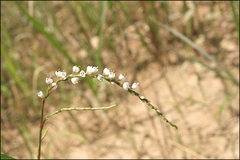 Persicaria japonica