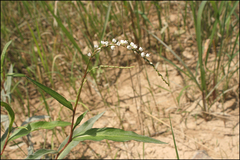 Persicaria japonica