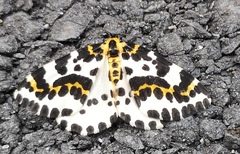 Abraxas grossulariata