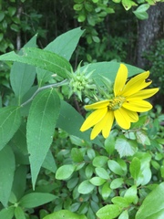 Helianthus resinosus
