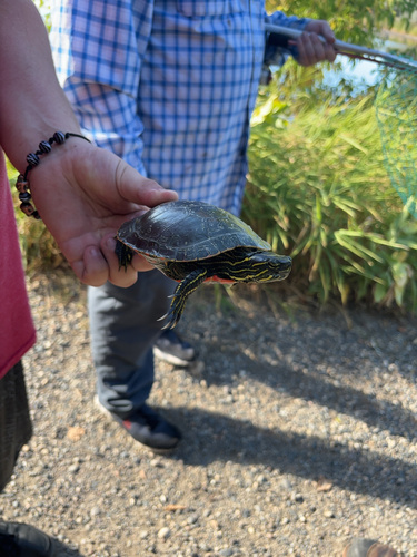 iNaturalist observation 2024-09-14