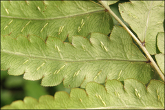 Woodwardia japonica