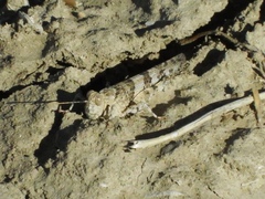 Trimerotropis occidentalis