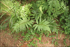 Woodwardia japonica