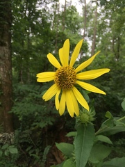 Helianthus resinosus