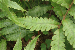 Woodwardia japonica