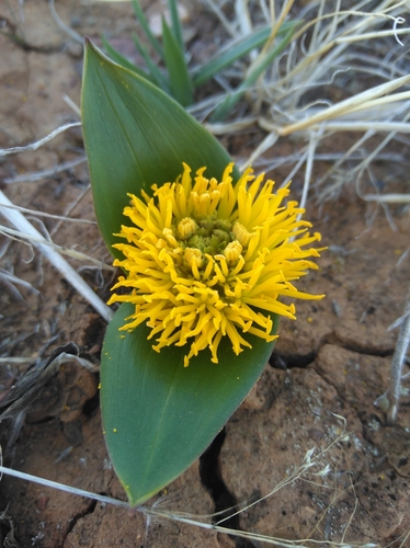 Image of Daubenya stylosa by (c) Brian du Preez, some rights reserved (CC BY-SA)