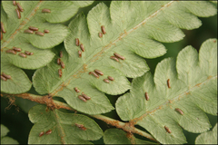 Woodwardia japonica