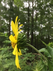 Helianthus resinosus