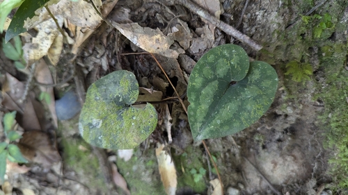 Image of Asarum macranthum by (c) Cheng-Te Hsu, some rights reserved (CC BY)