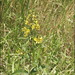 Lysimachia davurica - Photo (c) Lee, seong-won, algunos derechos reservados (CC BY-NC), subido por Lee, seong-won