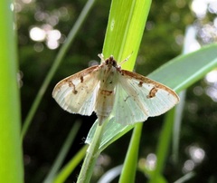 Palpita illibalis
