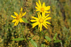 Helianthus cusickii