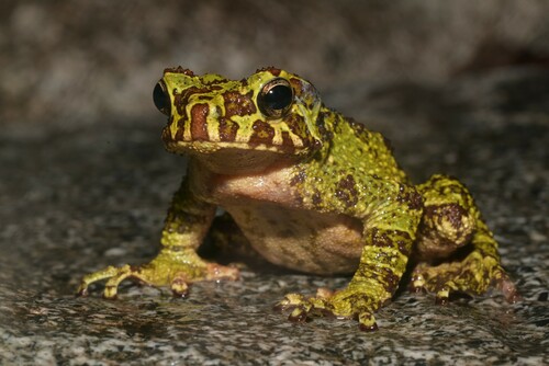 Everett's Asian Tree Toad, Rentapia everetti