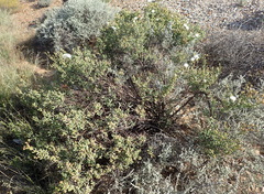Mesembryanthemum brevicarpum