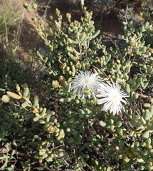 Mesembryanthemum brevicarpum