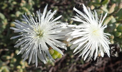 Mesembryanthemum brevicarpum