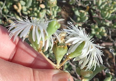 Mesembryanthemum brevicarpum